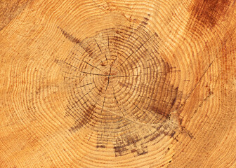 Naklejka premium Annual growth rings of a red pine tree (Pinus brutia), providing a record of its age and the environmental conditions it experienced.