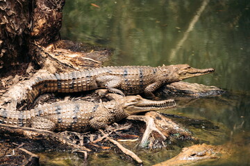 Süßwasserkrokodil