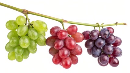 Obraz premium Three Grape Varieties on Vine Green, Red and Purple Clusters, Still Life Photography, Fruit Composition, Food Photography Grapes, Still Life Photography