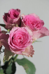 Pink roses on grey background. Pink rose flowers on clean aesthetic bright backdrop. Spring gift interior. 