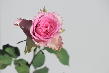 Pink rose on grey background. Pink roses flowers on clean aesthetic bright backdrop. Spring gift interior. 