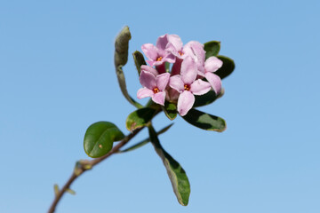 A blooming twig of the Silky Spurge (Daphne sericea) is an evergreen shrub with pink flowers,...