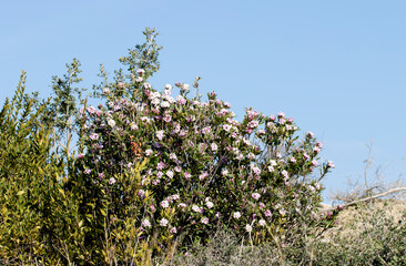 The evergreen Silky Spurge (Daphne sericea), is a evergreen garden favorite due to its velvety...