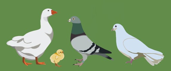 birds 