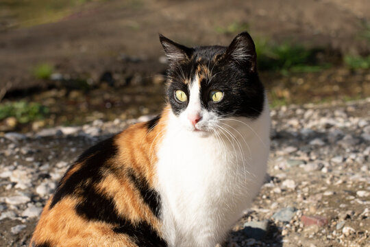 A sweet female calico cat is basking in the sunlight