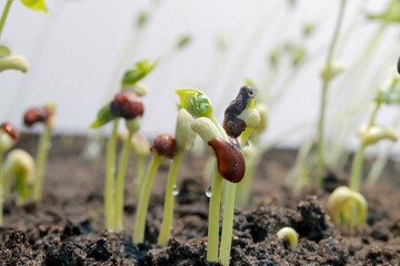 young plant seedlings sprouting from fertile soil