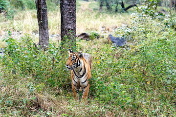 Tiger im hohen graß zwischen Bäumen in freier Natur im Ranthambhore Nationalpark in Rajasthan...