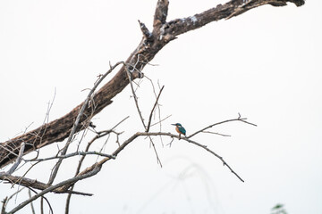Eisvogel auf Ast in freier Natur im Ranthambhore Nationalpark in Rajasthan Indien
