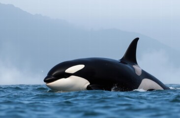 Obraz premium The orca (Orcinus orca), or killer whale, is a toothed whale and the largest member of the oceanic dolphin family.