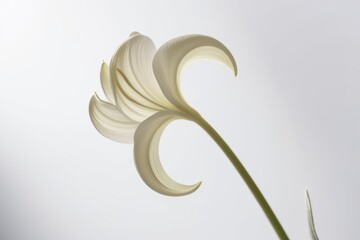 Close-up view of a delicate white flower against a clean, minimalistic white background, emphasizing its elegant petals and soft textures