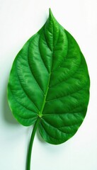 Obraz premium Close-up of Monstera leaf veins on white background, veins, monstera