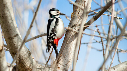 woodpecker on tree