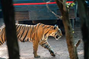 Tiger vor einem Ranger Fahrzeug in freier Natur im Ranthambhore Nationalpark in Rajasthan Indien