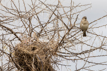 Female Kenya sparrow (Passer rufocinctus) perched sitting near his nest in Serengeti in Tanzania, East Africa