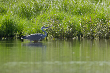 gray heron stalking, grey heron wading on a sunny day, gray heron from the side, bird hunting, creeping grey heron, beautiful reflection in the lake, sunny day