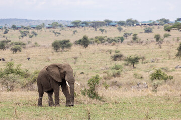 Fototapeta premium Old bull walking lonely through the endless plains in Serengeti in Tanzania, East Africa