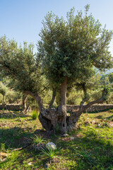 Old olive trees with intertwined and crossed trunks creating an unusual shape. Mallorca, Spain