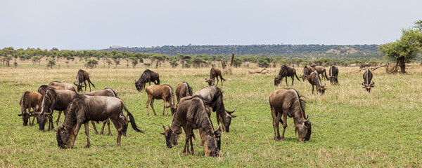 Wildebeest grazing in grassland in Serengeti in Tanzania, East Africa