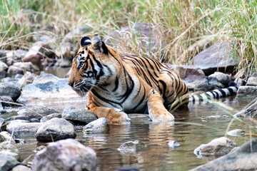Tiger am Wasser in freier Natur im Ranthambhore Nationalpark in Rajasthan Indien
