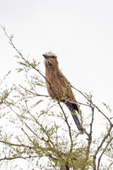 Purple roller or rufous-crowned roller (Coracias naevius) singing out loud in tree top in Serengeti...