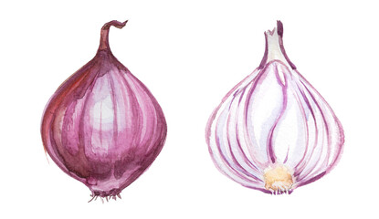 Fototapeta premium Watercolor onion isolated on white. Hand drawn vegetable illustration. Menu or cook book cover clipart.