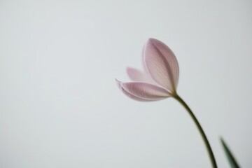 Fototapeta premium Macro floral shot of a fresh white pink flower, adorned with natural water droplets, isolated on a bright white backdrop