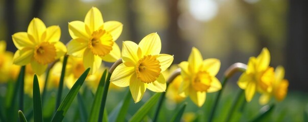 Obraz premium Daffodils in spring garden, garden, spring, blooming