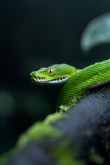 Fototapeta premium Green Tree Python in Rainforest: A striking green tree python coiled on a mossy branch, blending perfectly into its surroundings. Reptile. Wildlife. Snakes.
