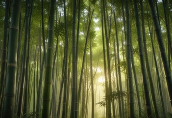 Fototapeta premium Dense bamboo grove with towering stalks and filtered sunlight, nature, trees