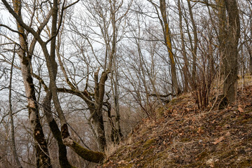 Fototapeta premium Northern European spring deciduous forest on a steep coastal slope near the Baltic Sea. Crooked trees with bare branches on mossy ground with last year's brown-yellow grass and leaves. Cloudy