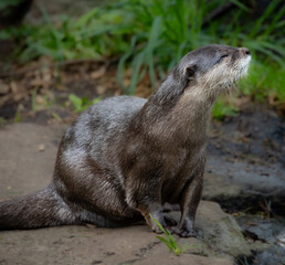 Cute Sunbathing Otter