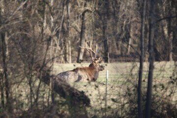 Ozark National Forest Arkansas, USA