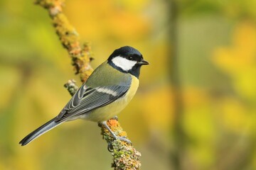 A colorful titmouse sits on branch covered by yellow lichen. Closeup portrait of a great tit. Parus major. 