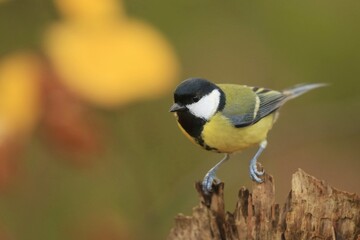 A colorful titmouse sits on tree stump. Closeup portrait of a great tit. Parus major. 