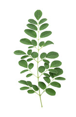 Moringa leaves isolated on a white background with clipping paths