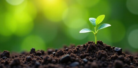 Small seedlings planted in a pot with soil , garden, herb, soil