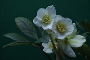 Close-up of helleborus with increased depth of field on green background.