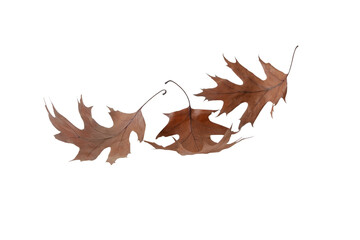 Dry brown oak autumn colored leaves isolated transparent png.