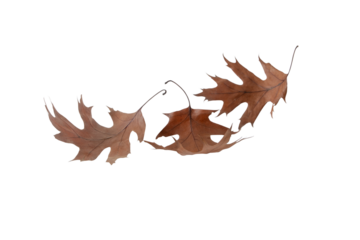 Dry brown oak autumn colored leaves isolated transparent png.