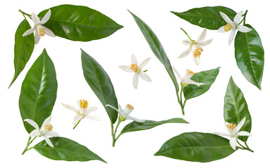 Orange tree blossom or neroli flowers branches with green glossy leaves set isolated transparent png.