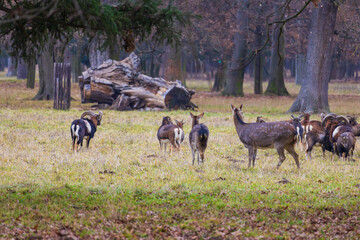 Sika deer - Cervus nippon, doe and mouflon in meadow and forest. Photo from wild nature