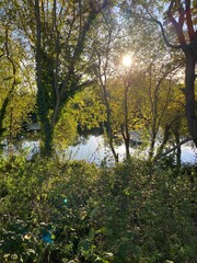 autumn in the forest