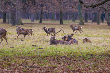 Naklejka premium Sika deer - Cervus nippon, doe and mouflon in meadow and forest. Photo from wild nature