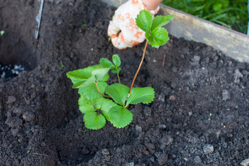 A woman plants strawberries in the garden. Garden garden