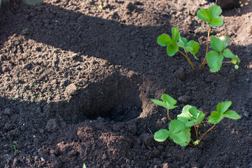 A woman plants strawberries in the garden. Garden garden