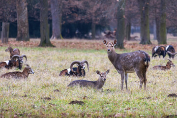 Sika deer - Cervus nippon, doe and mouflon in meadow and forest. Photo from wild nature
