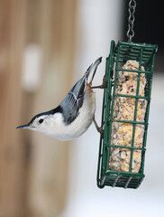 White-breasted nuthatch