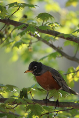 Robin in blooming spring tree