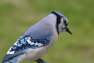 Pensive blue jay