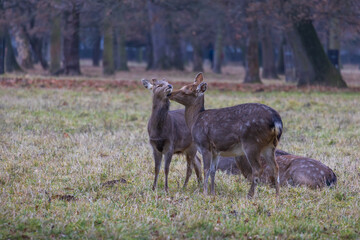 Sika deer - Cervus nippon, doe and mouflon in meadow and forest. Photo from wild nature